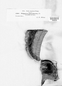 Fomes fomentarius image